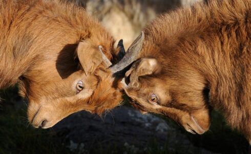 How to find & know about your competitors in the market?