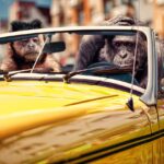 How to make money with memes?