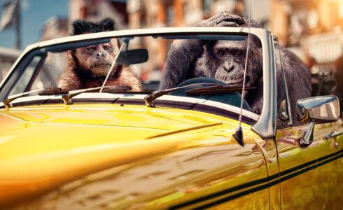 How to make money with memes?