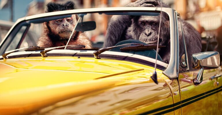 How to make money with memes?