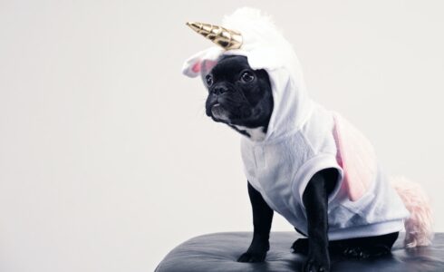 15 unicorn startup ideas