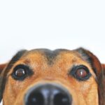 why pets.com failed?