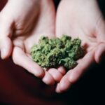 Cannabis Startup Business Ideas