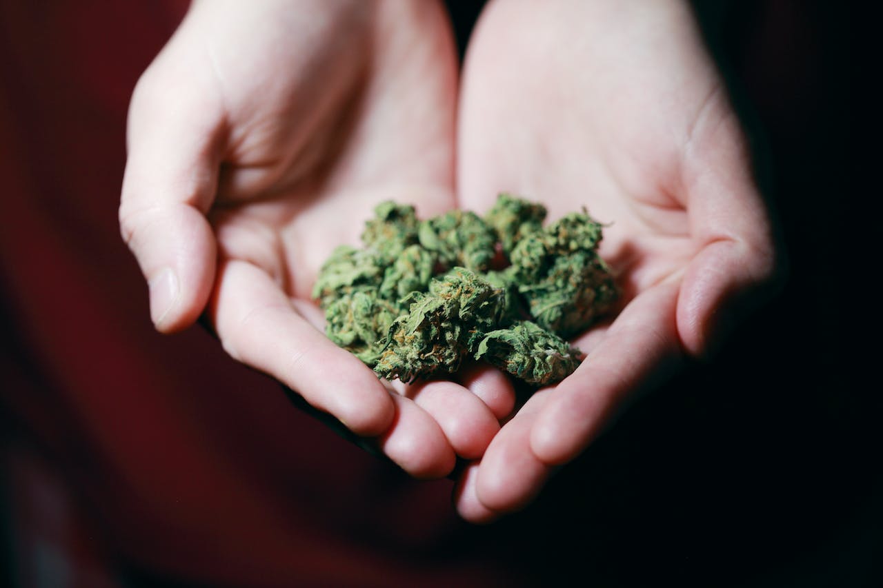 Cannabis Startup Business Ideas
