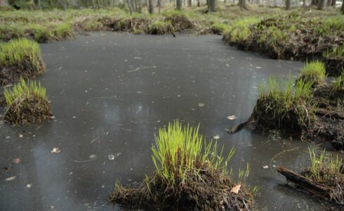 what are tarpit startup ideas?